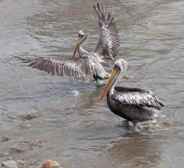 Pelicans on the beach, Peru