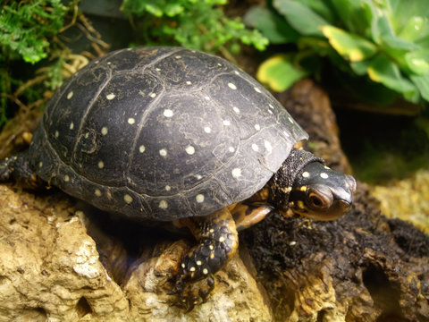 Close-up of a Tortoise in aquarium
