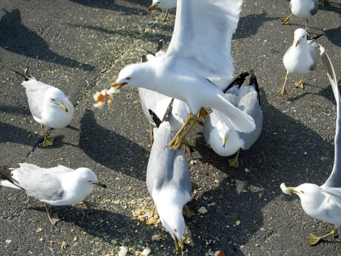 Flock of seagulls feeding