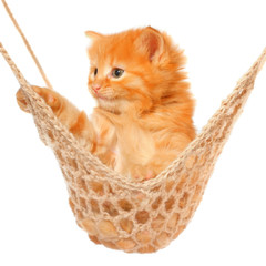 Fototapeta na wymiar Cute red haired kitten in hammock