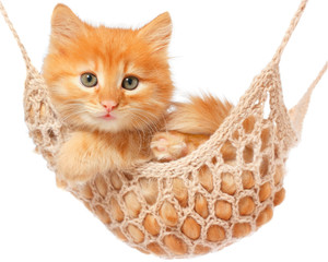 Cute red haired kitten lay in hammock