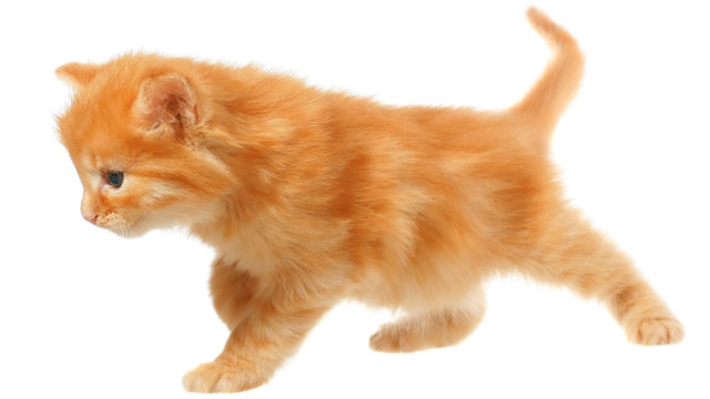 Orange kitten goes