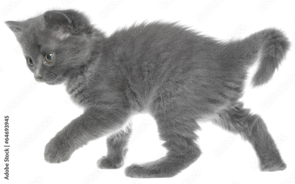 Wall mural frisky small kitten isolated