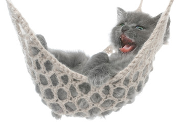 Naklejka na ściany i meble Cute gray kitten lying in a hammock and yawns