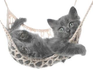 Naklejka na ściany i meble Cute gray kitten lying in hammock