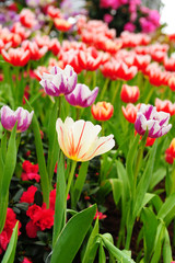 Colorful Tulips in Garden