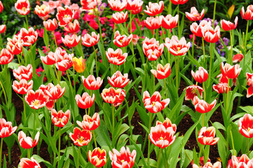 Colorful Tulips in Garden