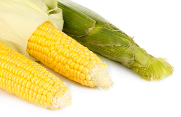 Fresh corn cobs isolated on white