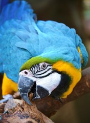 Blue-and-Yellow Macaw © michaelfitz