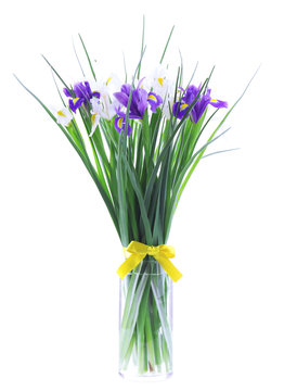 Beautiful irises, isolated on white