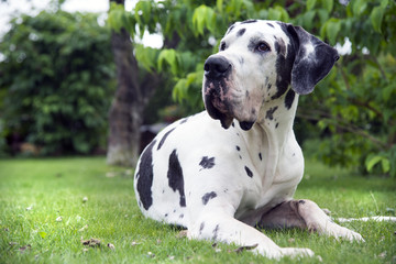 Deutsche Dogge liegend im Gras