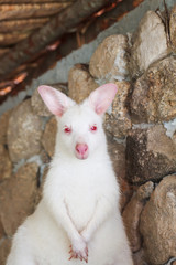 Kangaroo, white color