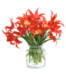 Beautiful red tulips in vase, isolated on white