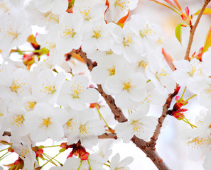 Sakura in white