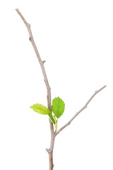 Branch with leaf isolated on white