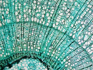 Abwaschbare Fototapete Türkis Mikroskopische Aufnahme von Kiefernholz