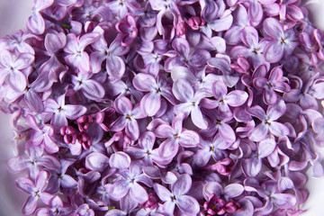 Beautiful lilac flowers - Powered by Adobe