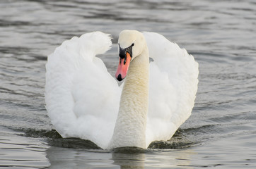 Naklejka premium Swan