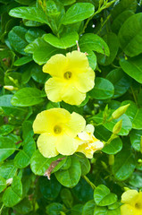 Yellow tropical flowers fresh and beautiful.