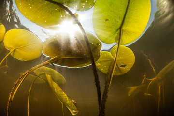 Sunlight and Lily Pads