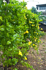 Yellow tropical flowers fresh and beautiful.