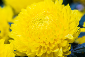 Fototapeta premium Yellow Chrysanthemum flower