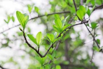 Spring leaves