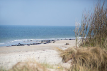 Robben am Strand