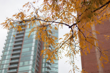 Branch of a tree with an apartment building in the background