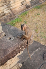 Дикие обезьяны- жители буддийского храма