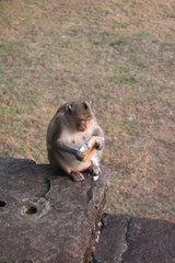 Обезьяна буддийского храма разворачивает пакет с угощением