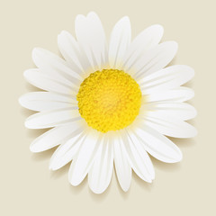 Daisy flower © Ekler
