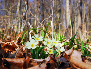 Frühlingsblumen brechen aus der Erde hervor