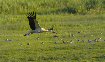 European stork, Ciconia, in natural environment