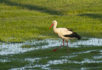 European stork, Ciconia, in natural environment