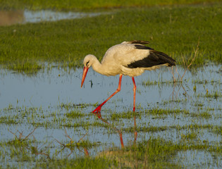 European stork, Ciconia, in natural environment