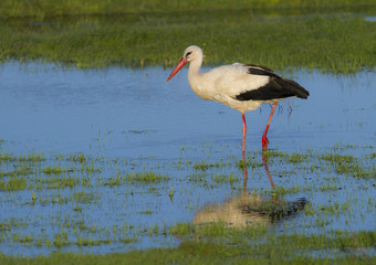European stork, Ciconia, in natural environment