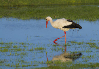 European stork, Ciconia, in natural environment