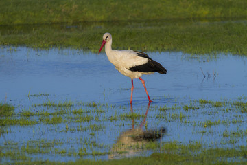 European stork, Ciconia, in natural environment
