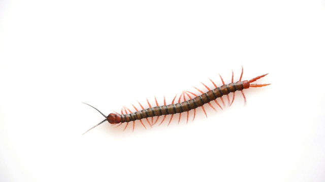 Giant centipede, Ethmostigmus rubripes, walking isolated