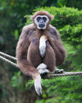 Lar Gibbon, or a white handed gibbon