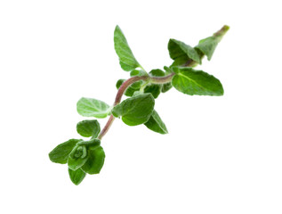 Food  ingredient Oregano