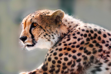 portrait of a wild cheetah