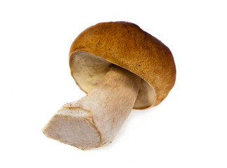 Food  ingredient white mushroom Cep