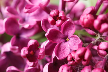 Fototapeta na wymiar Bright pink lilac blooming with flowers and buds close up