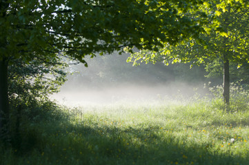 misty morning