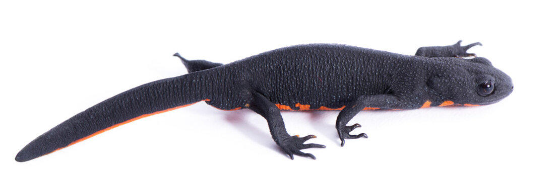 Black Salamander with Space