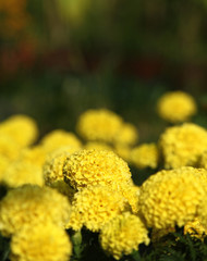 flowerbed with yellow bright flowers in summer
