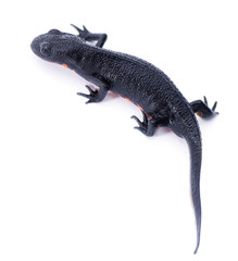 Japanese fire belly newt, Cynops pyrrhogaster isolated on white