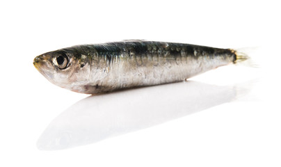 Sardina cruda